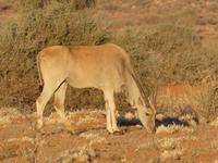 Namibia, Hammerstein Lodge, Kuhantilope