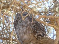 Namibia, Sossusvlei, Kauz