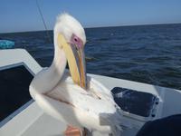 Namibia, Walvis Bay, Pelikan