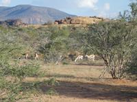 Namibia, Aj-Aiba Lodge, Springböcke