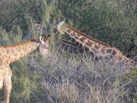 Namibia, Aj-Aiba Lodge, Giraffen