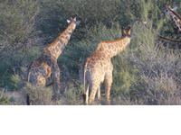 Namibia, Aj-Aiba Lodge, Giraffen