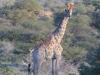 Namibia, Aj-Aiba Lodge, Giraffen
