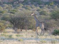 Namibia, Aj-Aiba Lodge, Giraffen