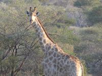 Namibia, Aj-Aiba Lodge, Giraffen