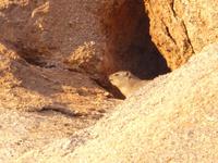 Namibia, Aj-Aiba Lodge, Klippschliefer