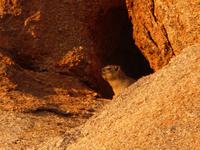 Namibia, Aj-Aiba Lodge, Klippschliefer
