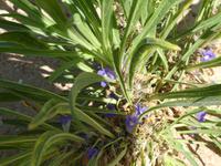 Namibia, Namibia Veilchen