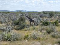 Namibia, Etoscha NP, Giraffe