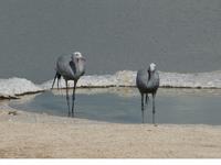 Namibia, Etoscha NP, Paradies Kranich