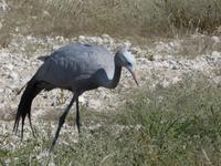 Namibia, Etoscha NP, Paradies Kranich
