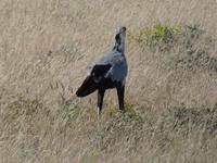 Namibia, Etoscha NP, Sekretärvogel /Schlangentöter