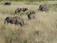 Namibia, Etoscha NP, Oryxherde