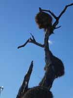Namibia, Etoscha NP, Webervögel