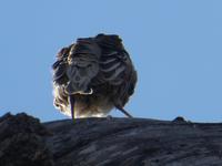 Namibia, Etoscha NP, Webervogel