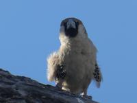 Namibia, Etoscha NP, Webervogel