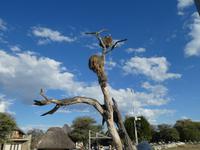 Namibia, Etoscha NP, Webervögelnest