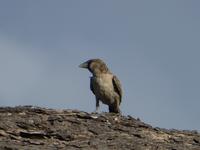 Namibia, Etoscha NP, Webervogel