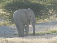 Namibia, Etoscha NP, Elefant