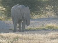 Namibia, Etoscha NP, Elefant