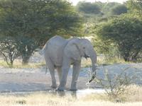 Namibia, Etoscha NP, Elefant