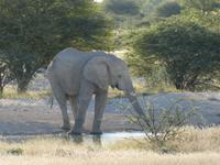 Namibia, Etoscha NP, Elefant