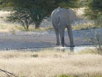 Namibia, Etoscha NP, Elefant
