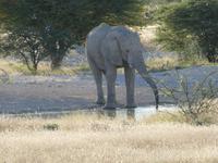 Namibia, Etoscha NP, Elefant