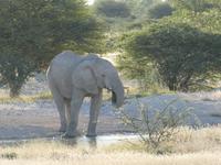 Namibia, Etoscha NP, Elefant