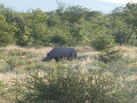 Namibia, Etoscha NP, Nashorn