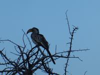 Namibia, Etoscha NP, Bananenvogel