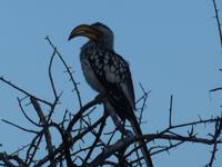 Namibia, Etoscha NP, Bananenvogel