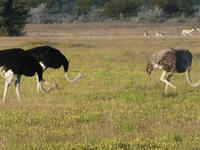 Namibia, Etoscha NP, Strausse