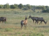 Namibia, Etoscha NP, Kuhantilopen