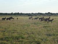 Namibia, Etoscha NP, Kuhantilopen