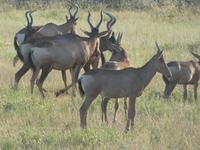 Namibia, Etoscha NP, Kuhantilopen