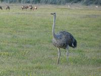 Namibia, Etoscha NP, Strauss