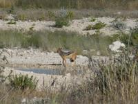 Namibia, Etoscha NP, Schakal