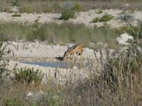 Namibia, Etoscha NP, Schakal