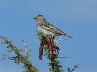 Namibia, Etoscha NP, Webervogel
