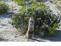 Namibia, Etoscha NP, Erdmännchen