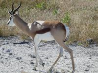 Namibia, Etoscha NP, Springböcke