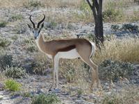 Namibia, Etoscha NP, Springböcke