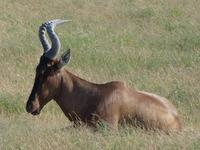 Namibia, Etoscha NP, Kuhantilope