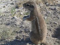Namibia, Etoscha NP, Erdmännchen