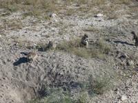 Namibia, Etoscha NP, Erdmännchen