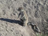 Namibia, Etoscha NP, Erdmännchen