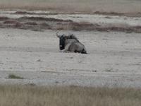 Namibia, Etoscha NP, Gnu