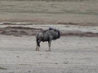 Namibia, Etoscha NP, Gnu
