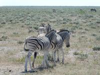 Namibia, Etoscha NP, Zebras